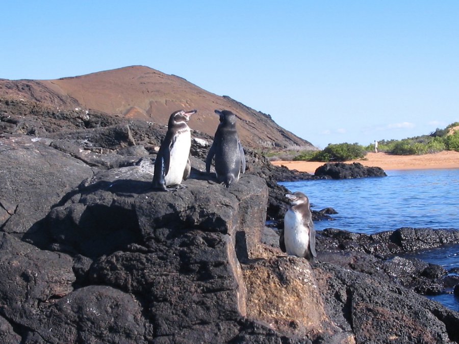 Пингвины на Галапагосских островах